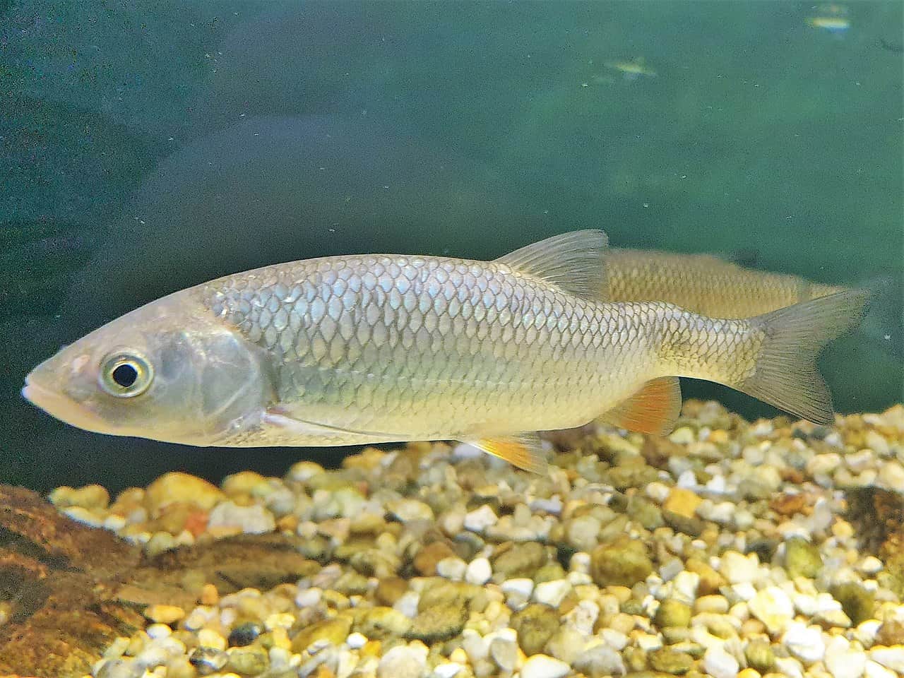 ქაშაპი