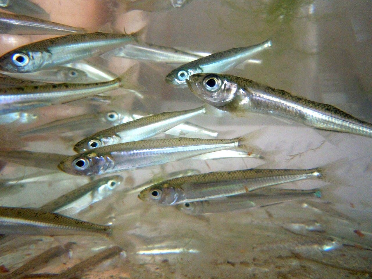 ქარსალა