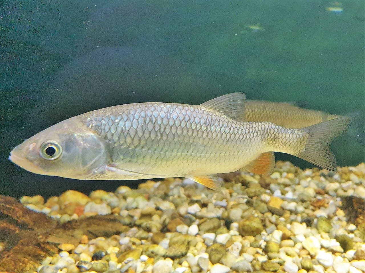 ქაშაპი